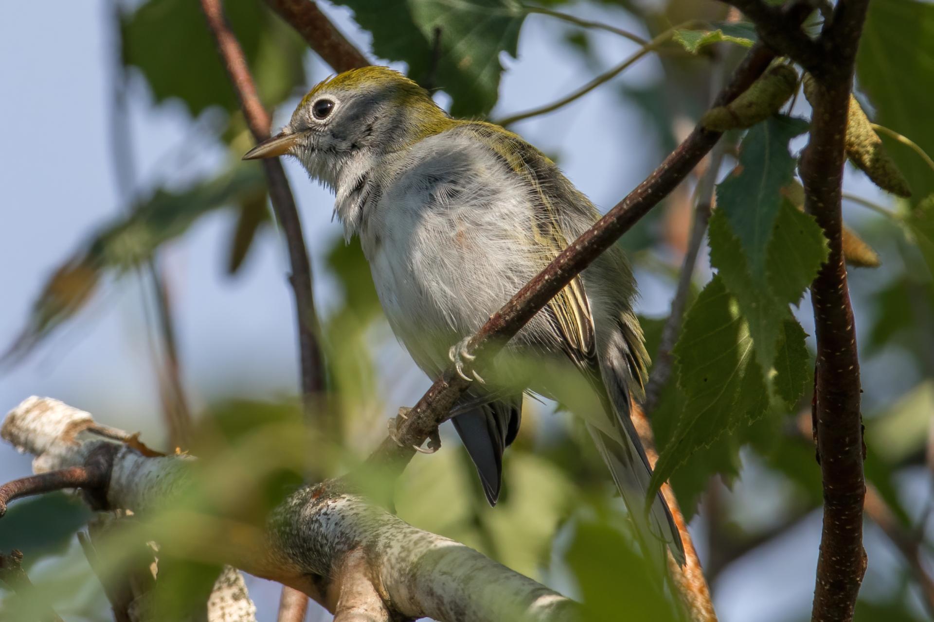 paruline-a-flancs-marron-chestnut-sided-warbler