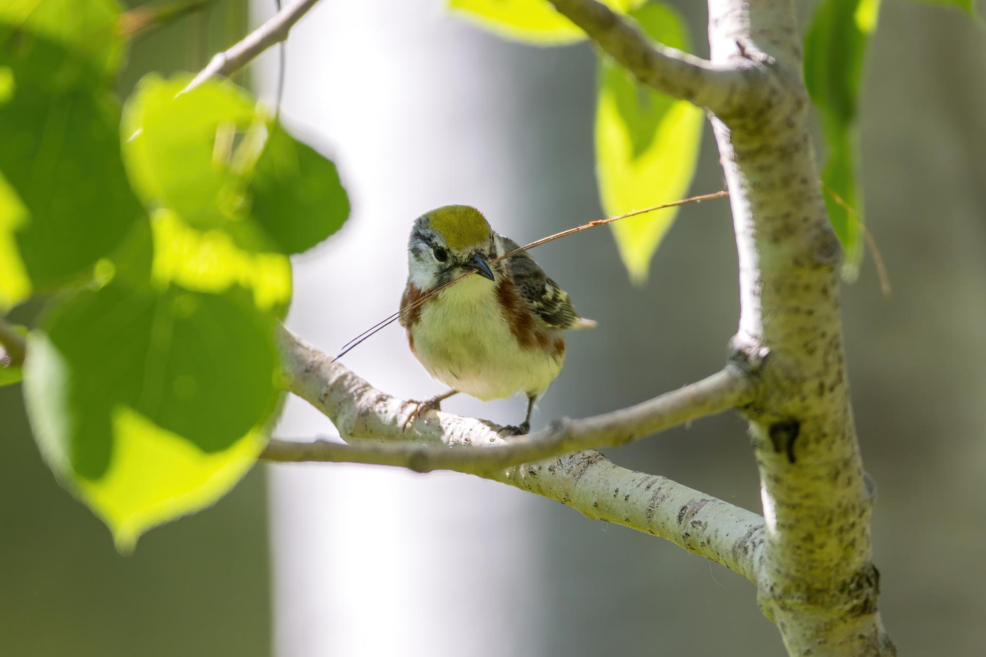 paruline-a-flancs-marron-chestnut-sided-warbler
