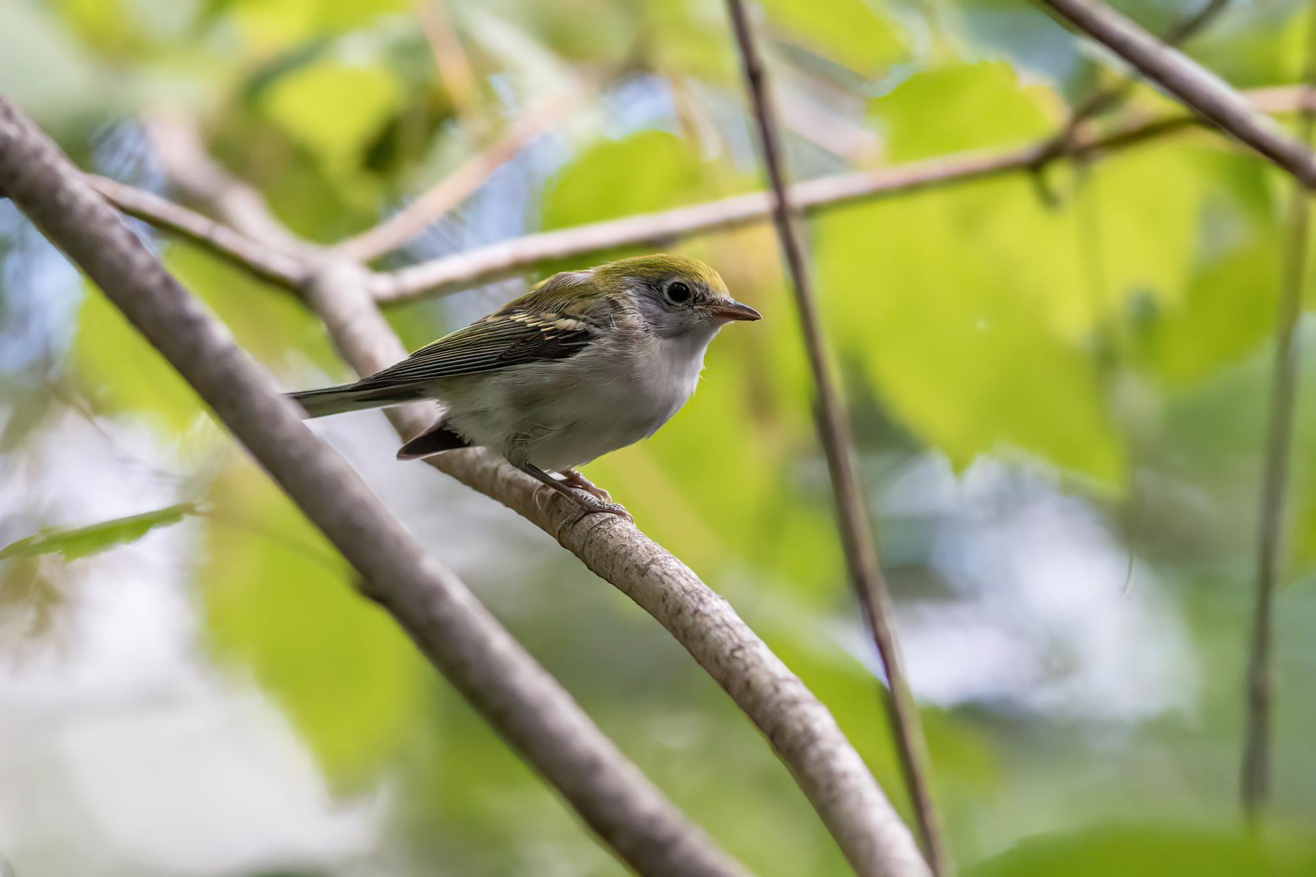 paruline-a-flancs-marron-chestnut-sided-warbler