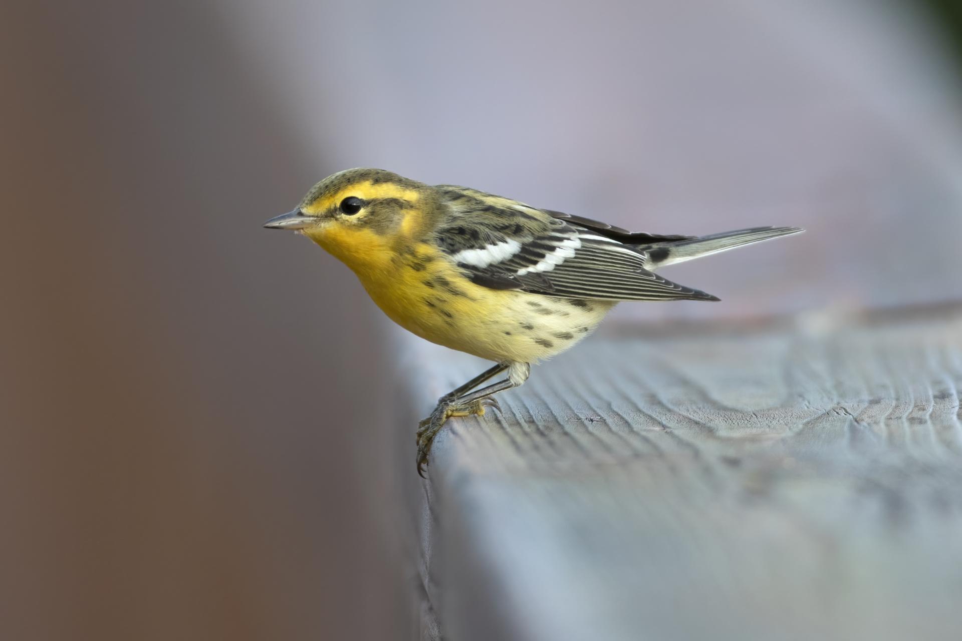 paruline-a-gorge-orangee-blackburnian-warbler