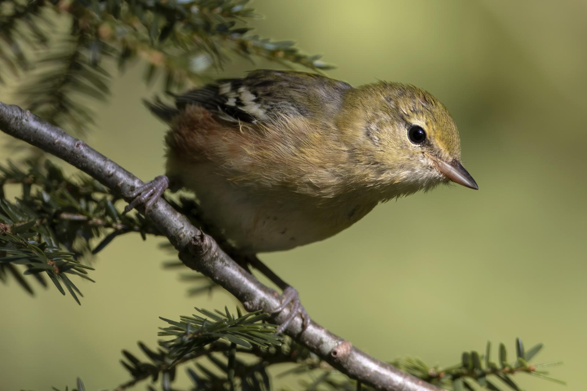 paruline-a-poitrine-baie-bay-breasted-warbler