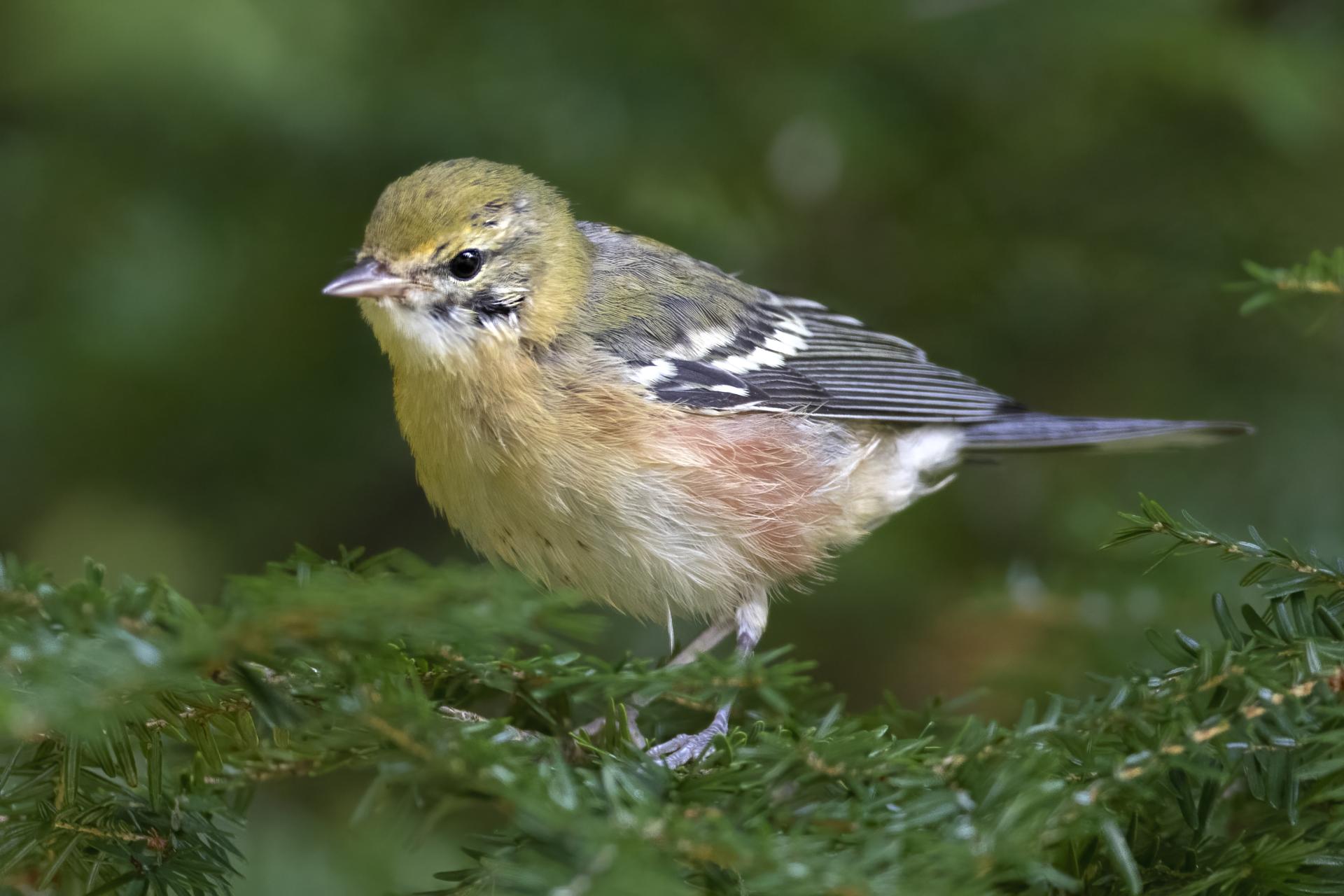 paruline-a-poitrine-baie-bay-breasted-warbler