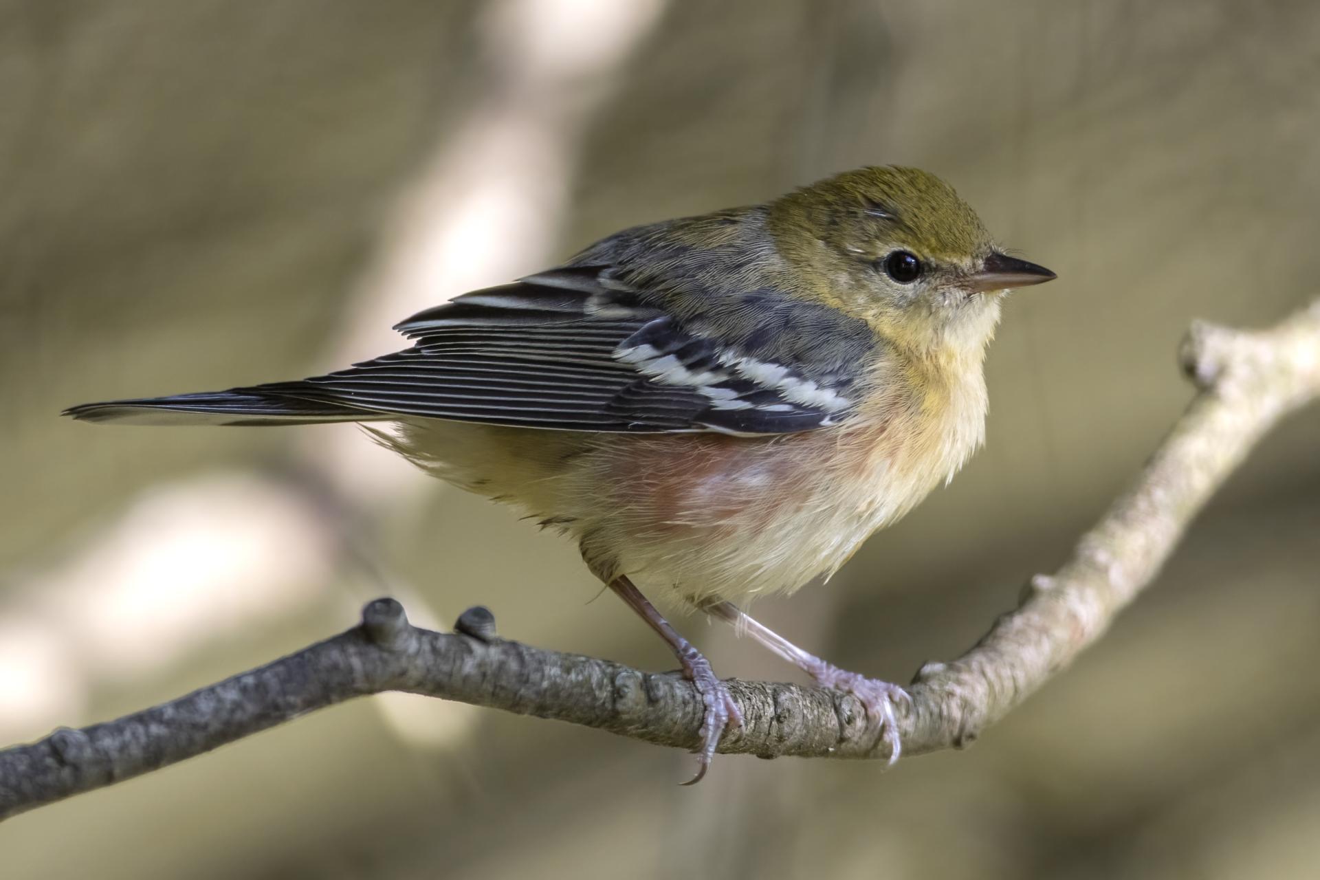 paruline-a-poitrine-baie-bay-breasted-warbler