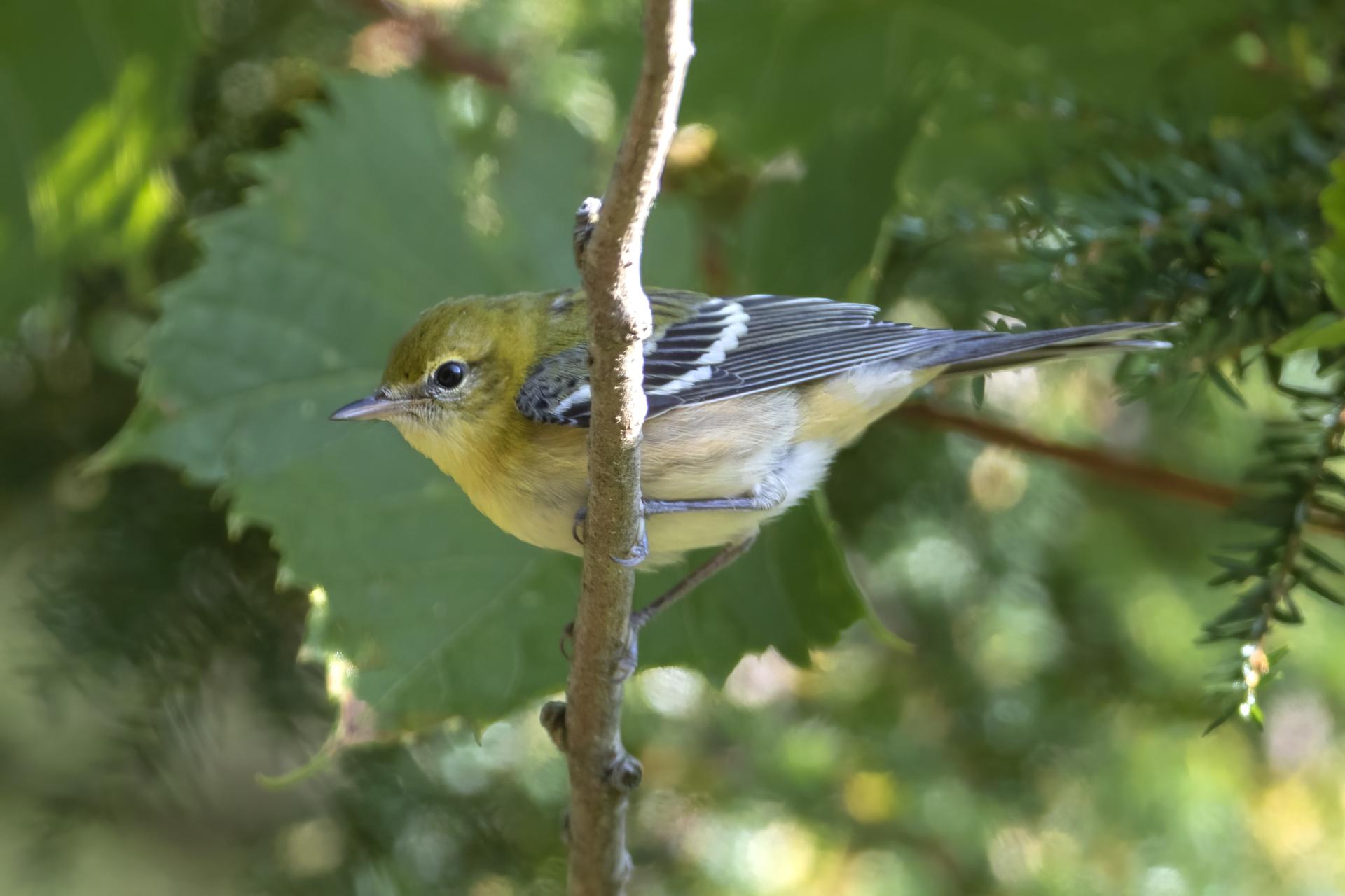 paruline-a-poitrine-baie-bay-breasted-warbler