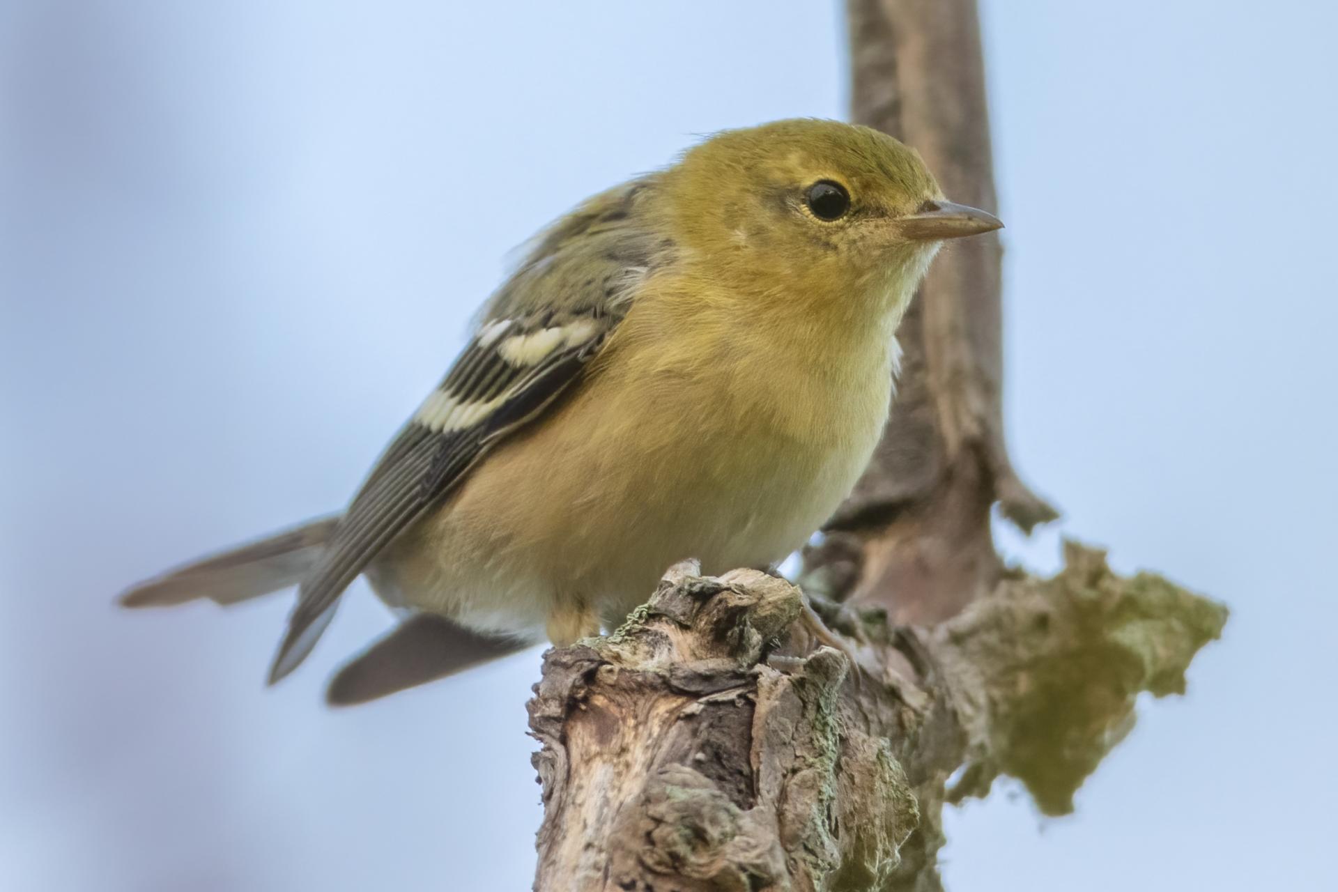 paruline-a-poitrine-baie-bay-breasted-warbler
