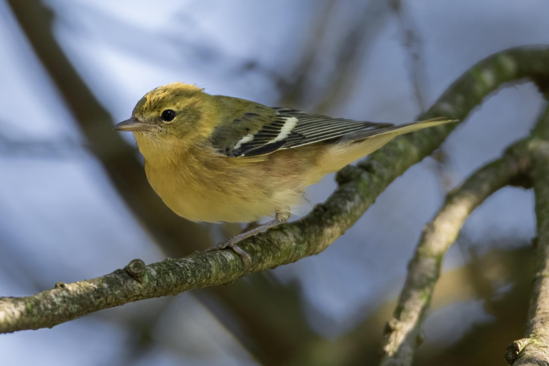 paruline-a-poitrine-baie-bay-breasted-warbler