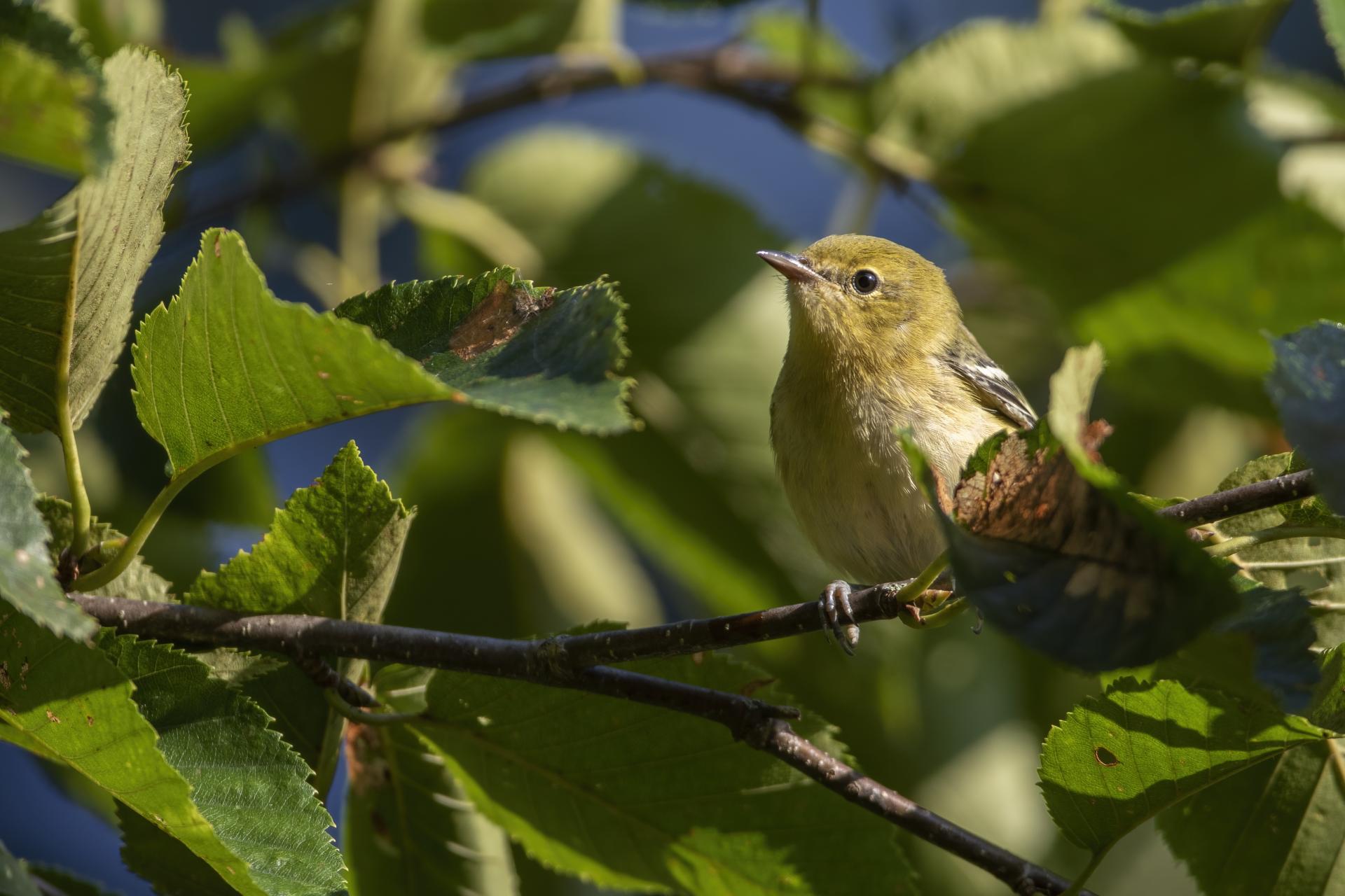 paruline-a-poitrine-baie-bay-breasted-warbler