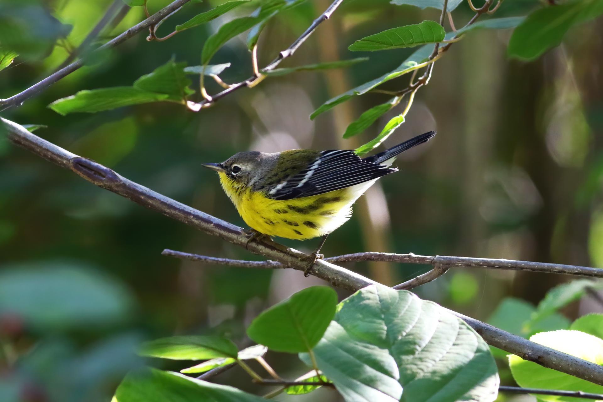 paruline-a-tete-cendree-magnolia-warbler