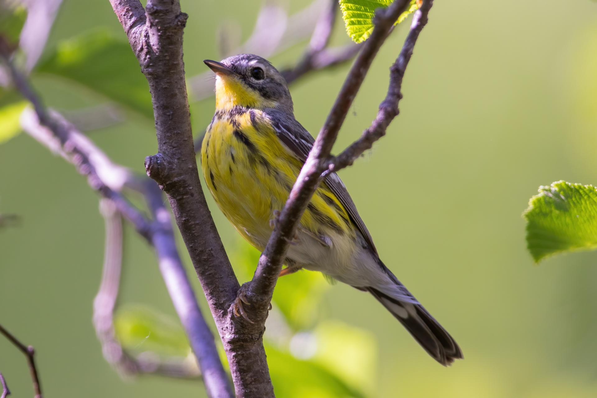 paruline-a-tete-cendree-magnolia-warbler