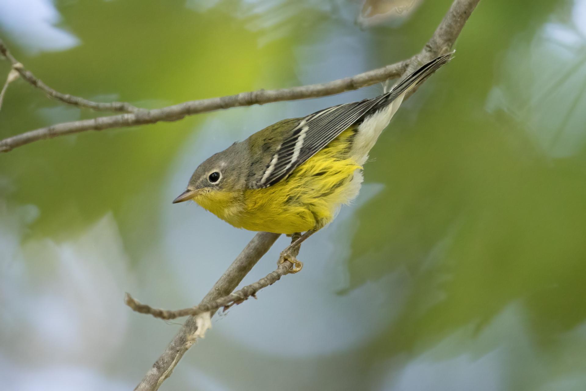 paruline-a-tete-cendree-magnolia-warbler