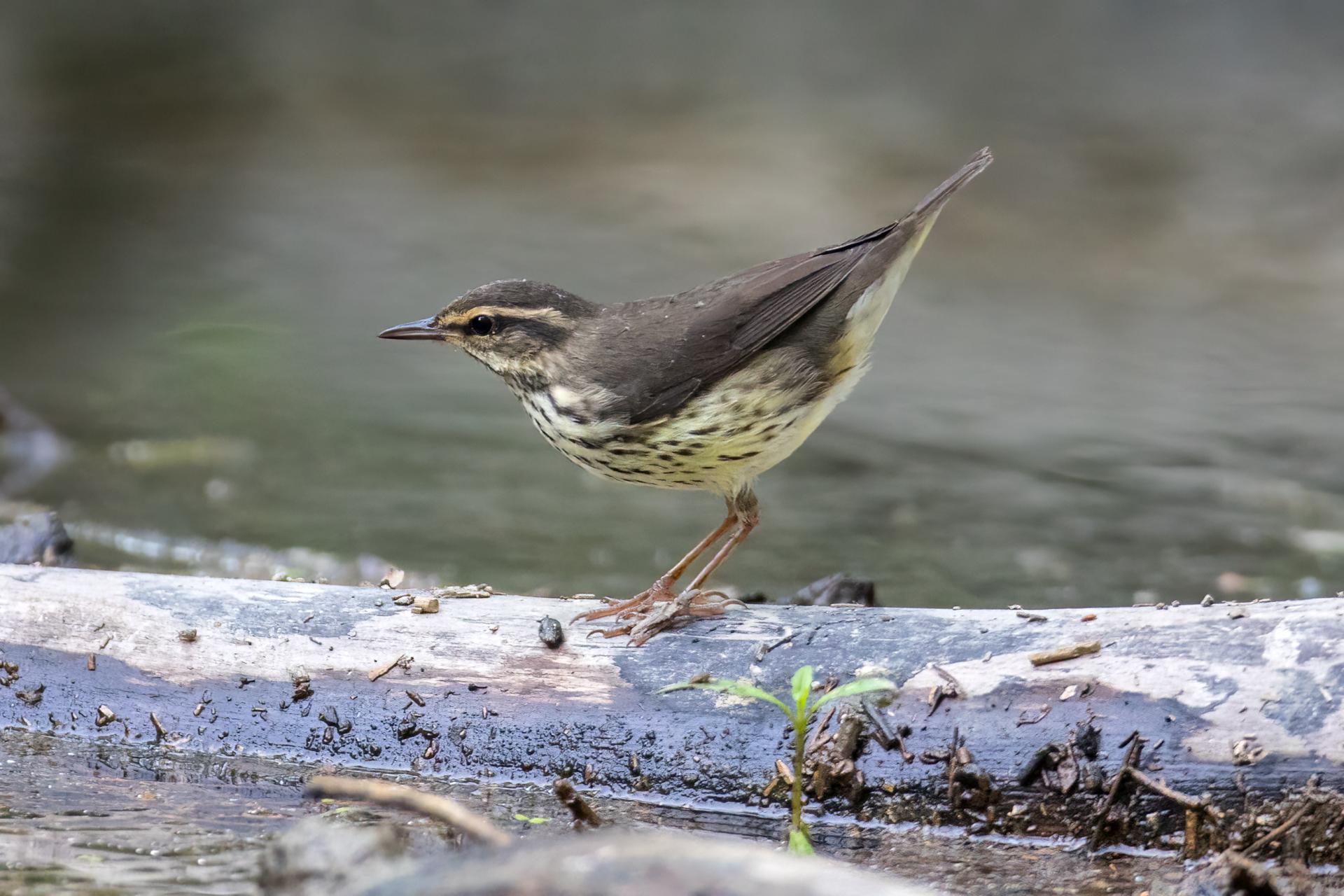 paruline-des-ruisseaux-Northern-waterthrush