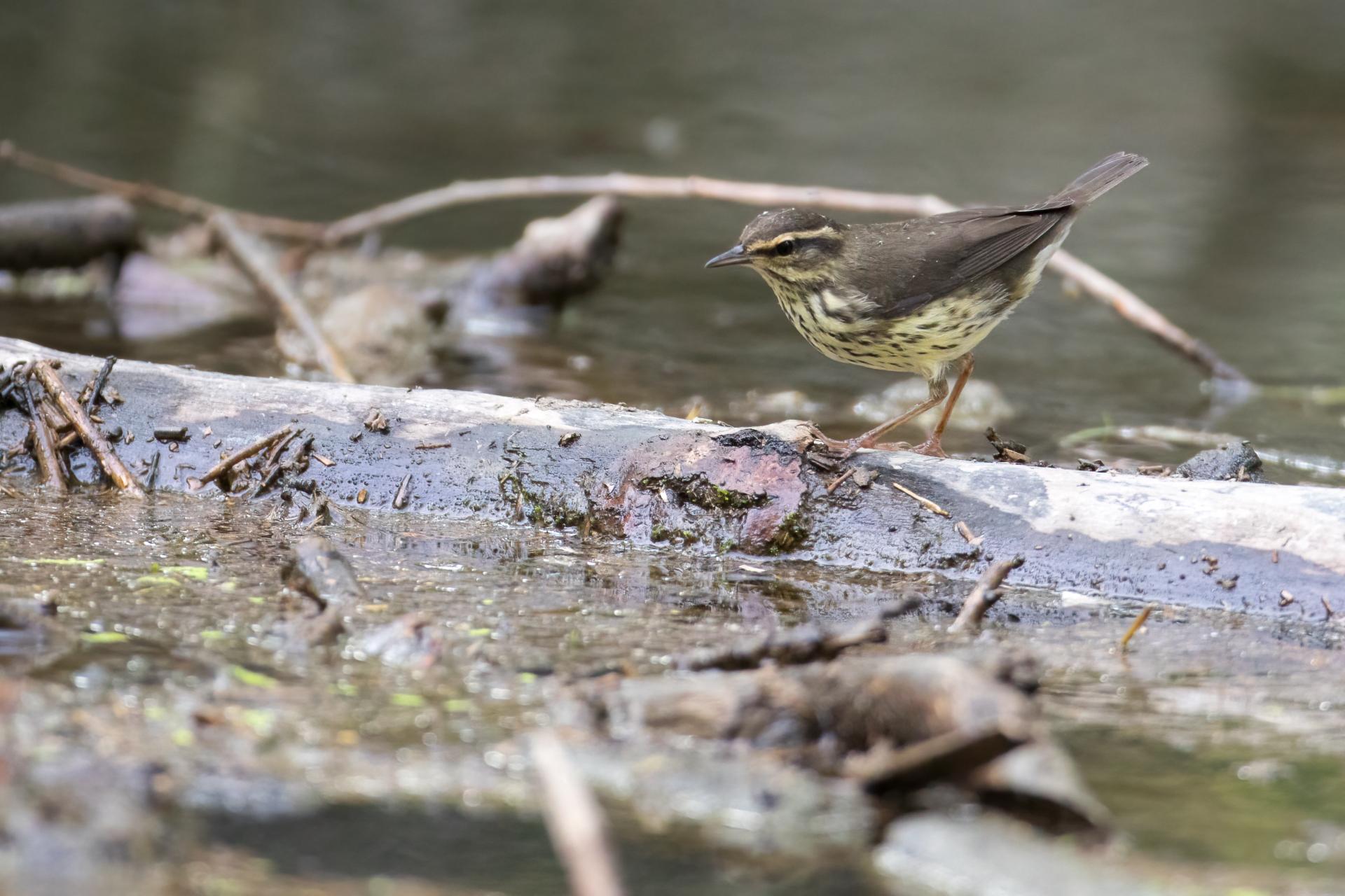paruline-des-ruisseaux-Northern-waterthrush
