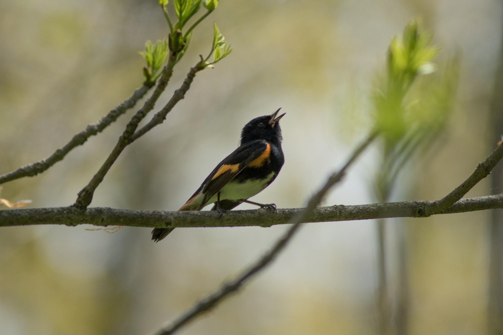 paruline-flamboyante-american-redstart