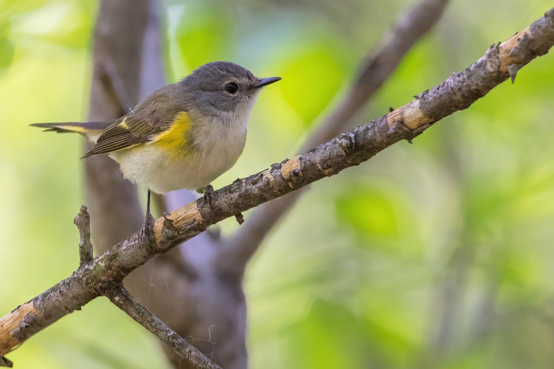 paruline-flamboyante-american-redstart