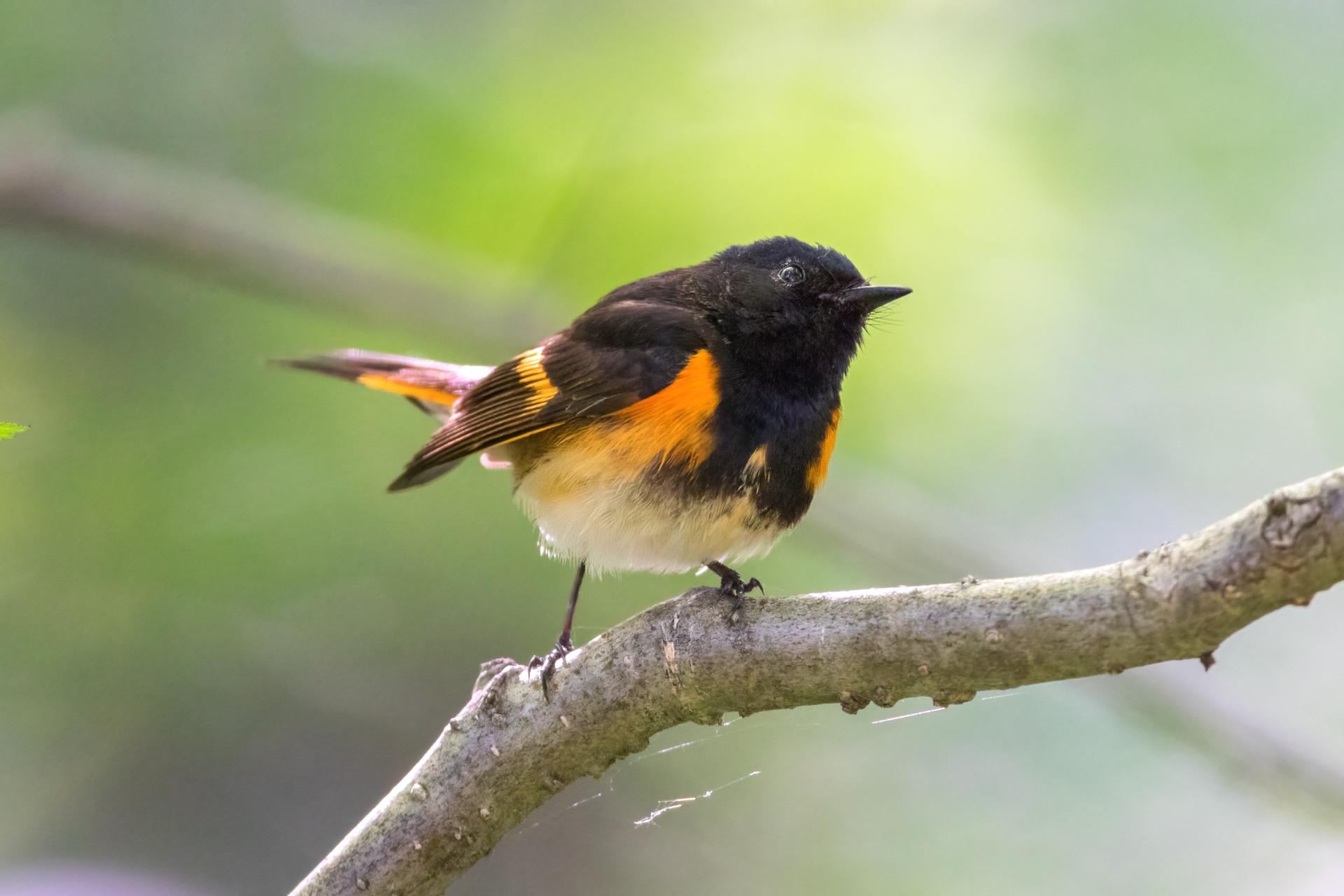 paruline-flamboyante-american-redstart