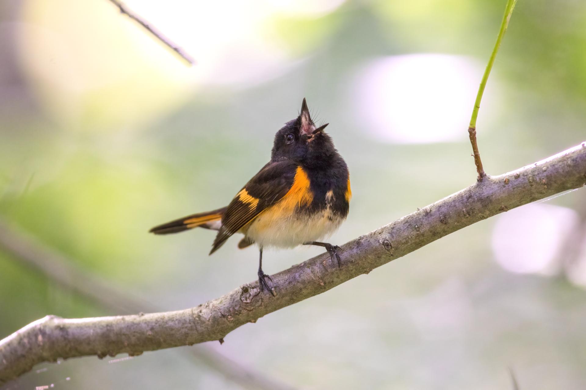 paruline-flamboyante-american-redstart