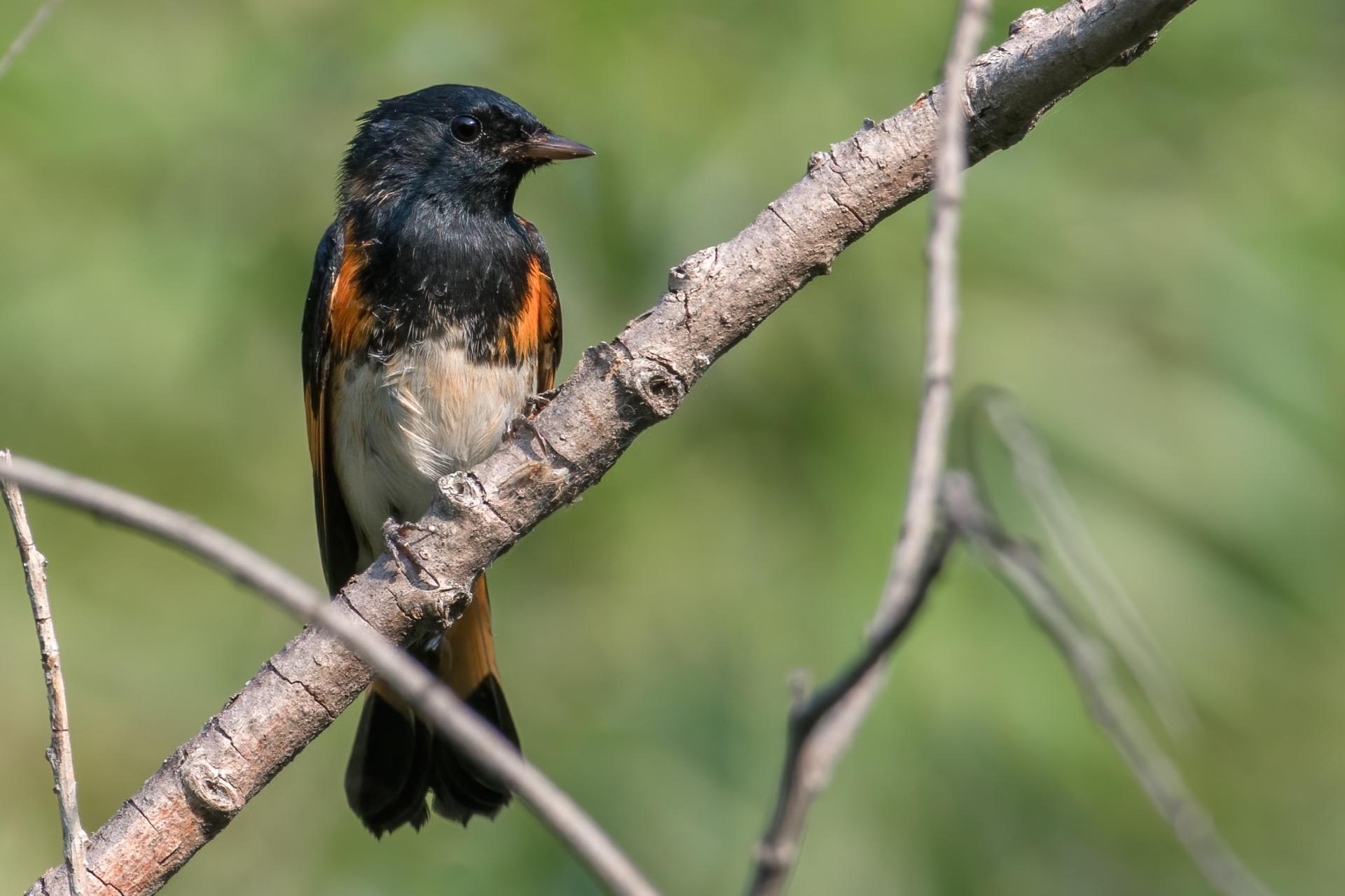 paruline-flamboyante-american-redstart