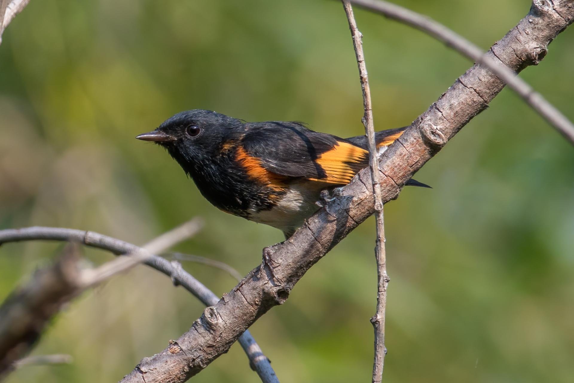 paruline-flamboyante-american-redstart