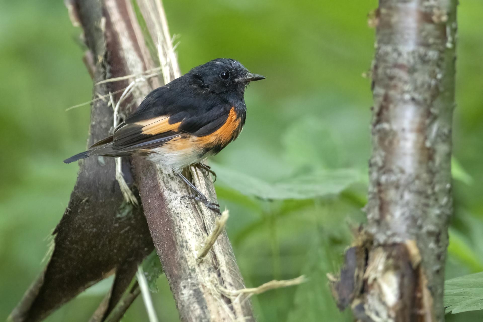paruline-flamboyante-american-redstart