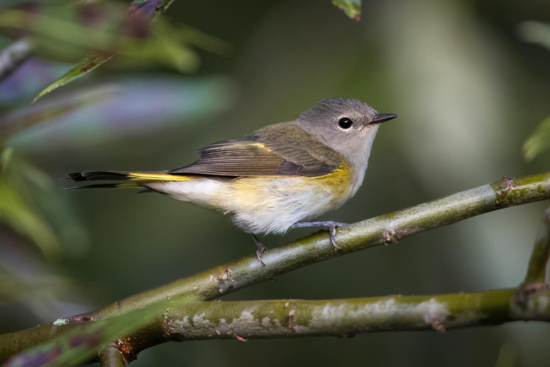 paruline-flamboyante-american-redstart