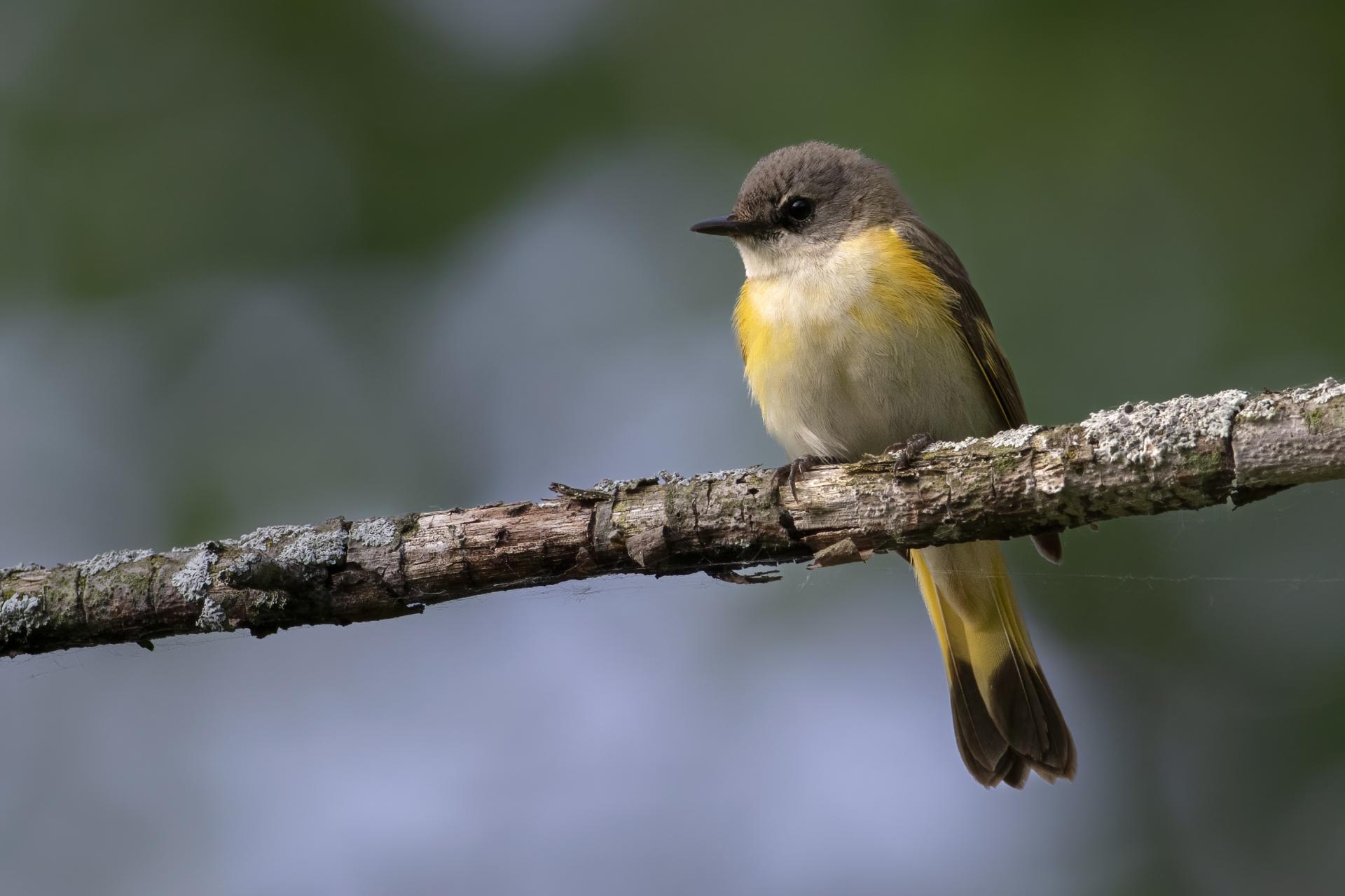 paruline-flamboyante-american-redstart