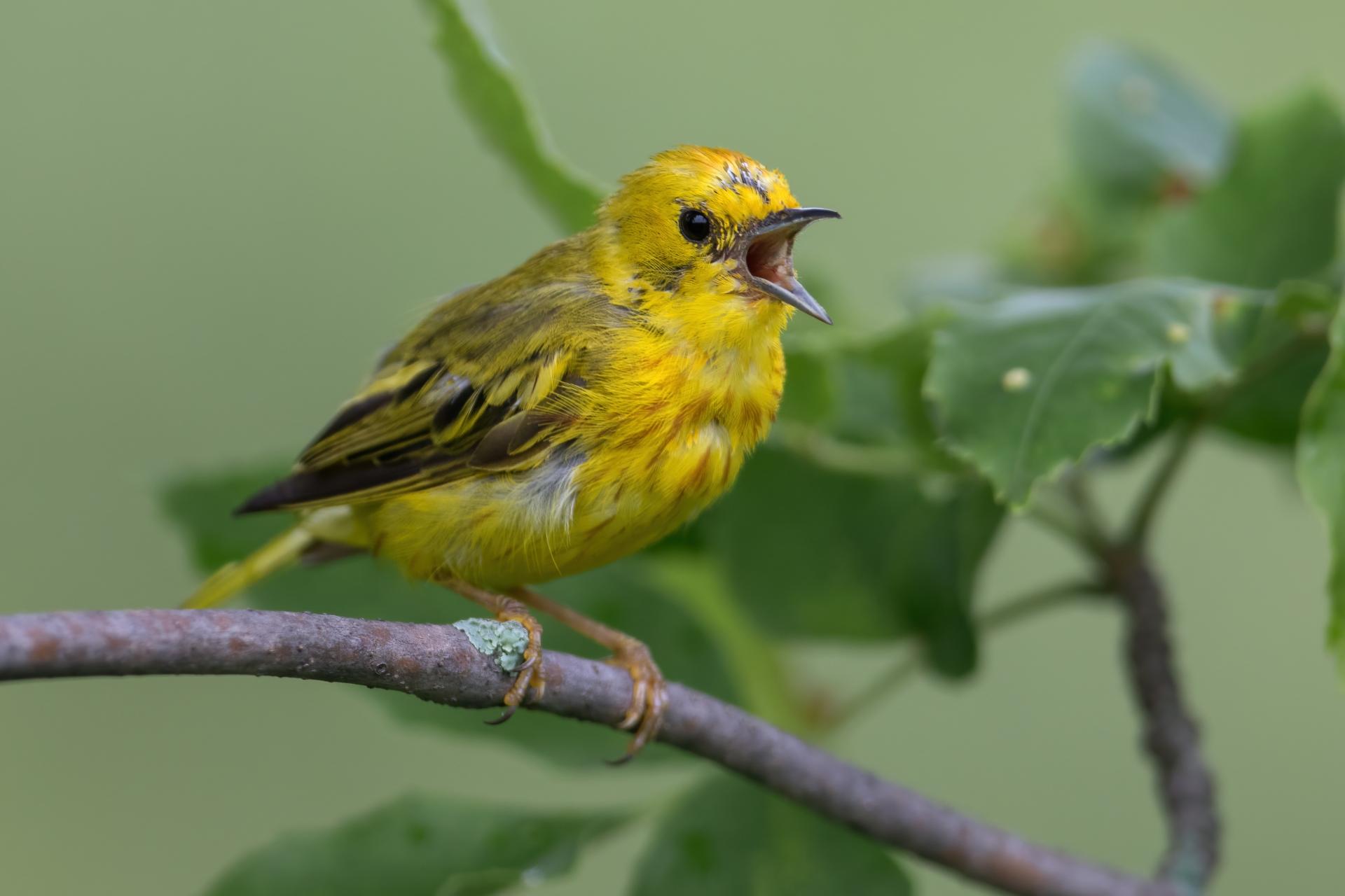 paruline-jaune-yellow-warbler
