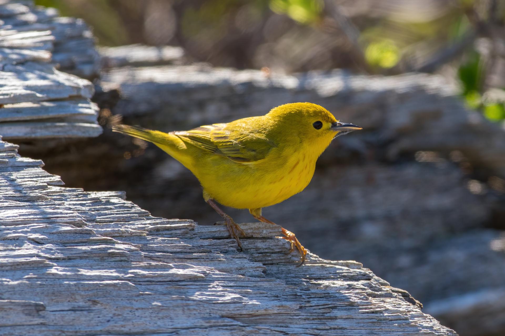 paruline-jaune-yellow-warbler