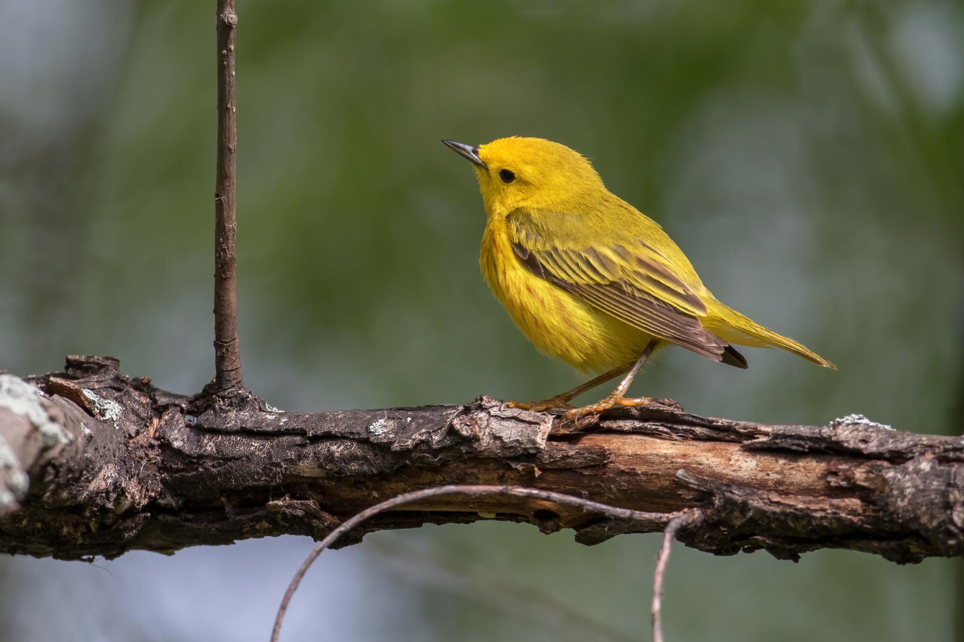 paruline-jaune-yellow-warbler