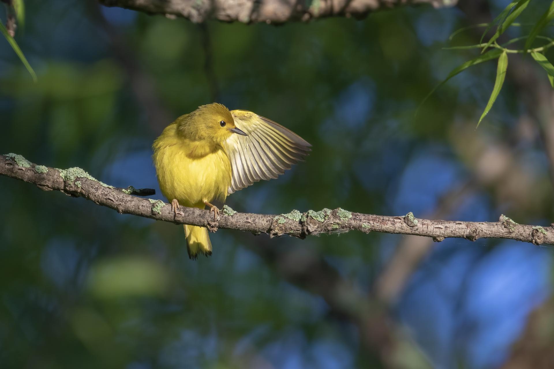 paruline-jaune-yellow-warbler