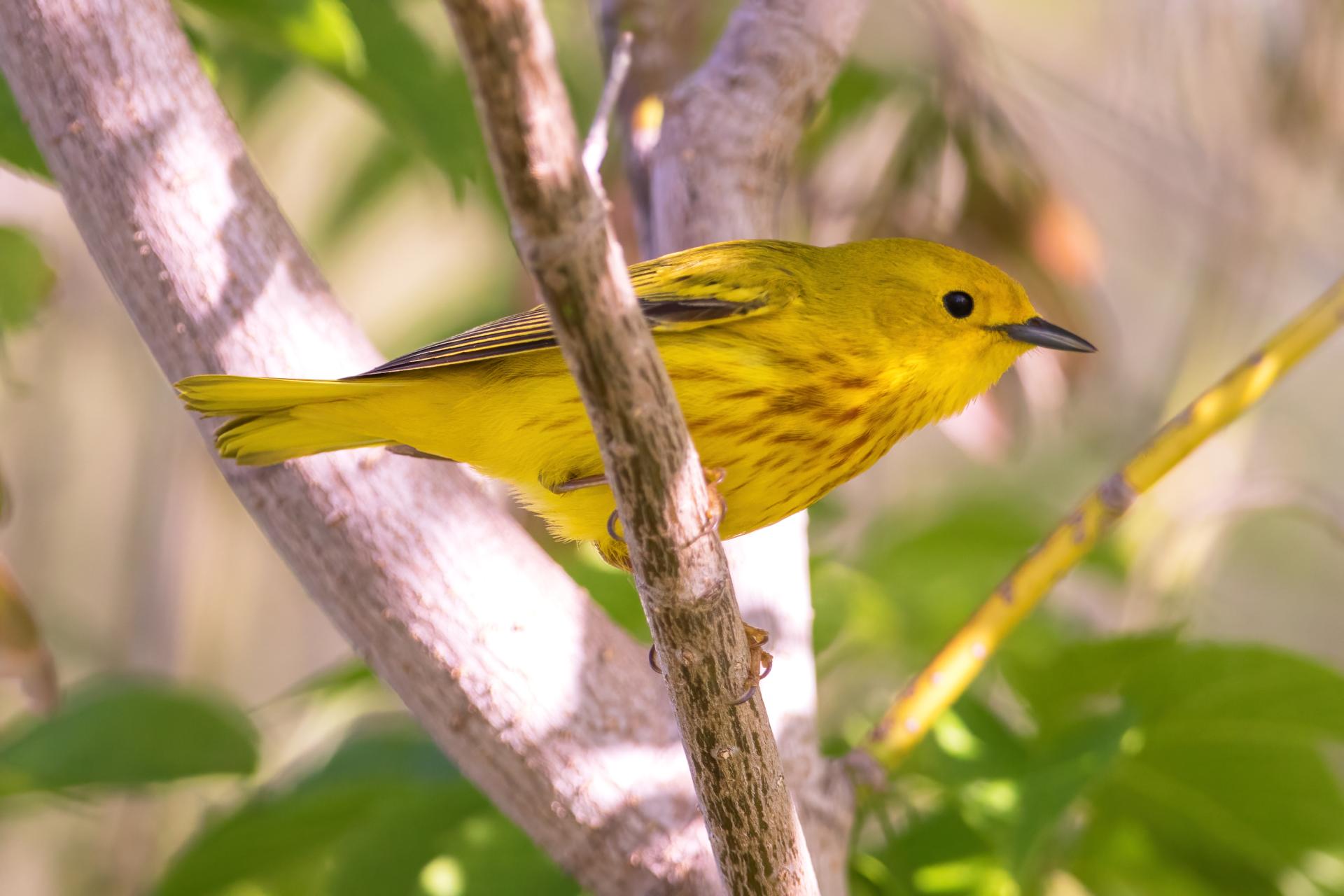 paruline-jaune-yellow-warbler