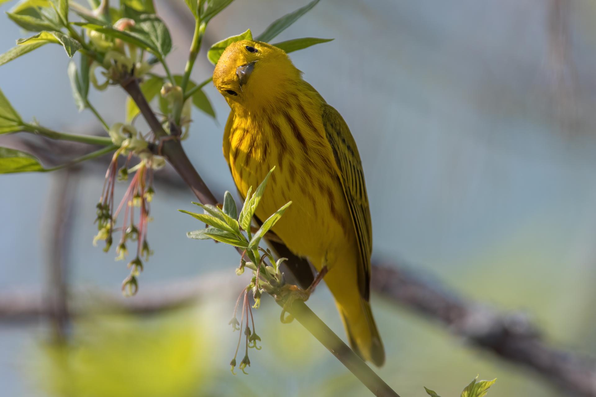 paruline-jaune-yellow-warbler