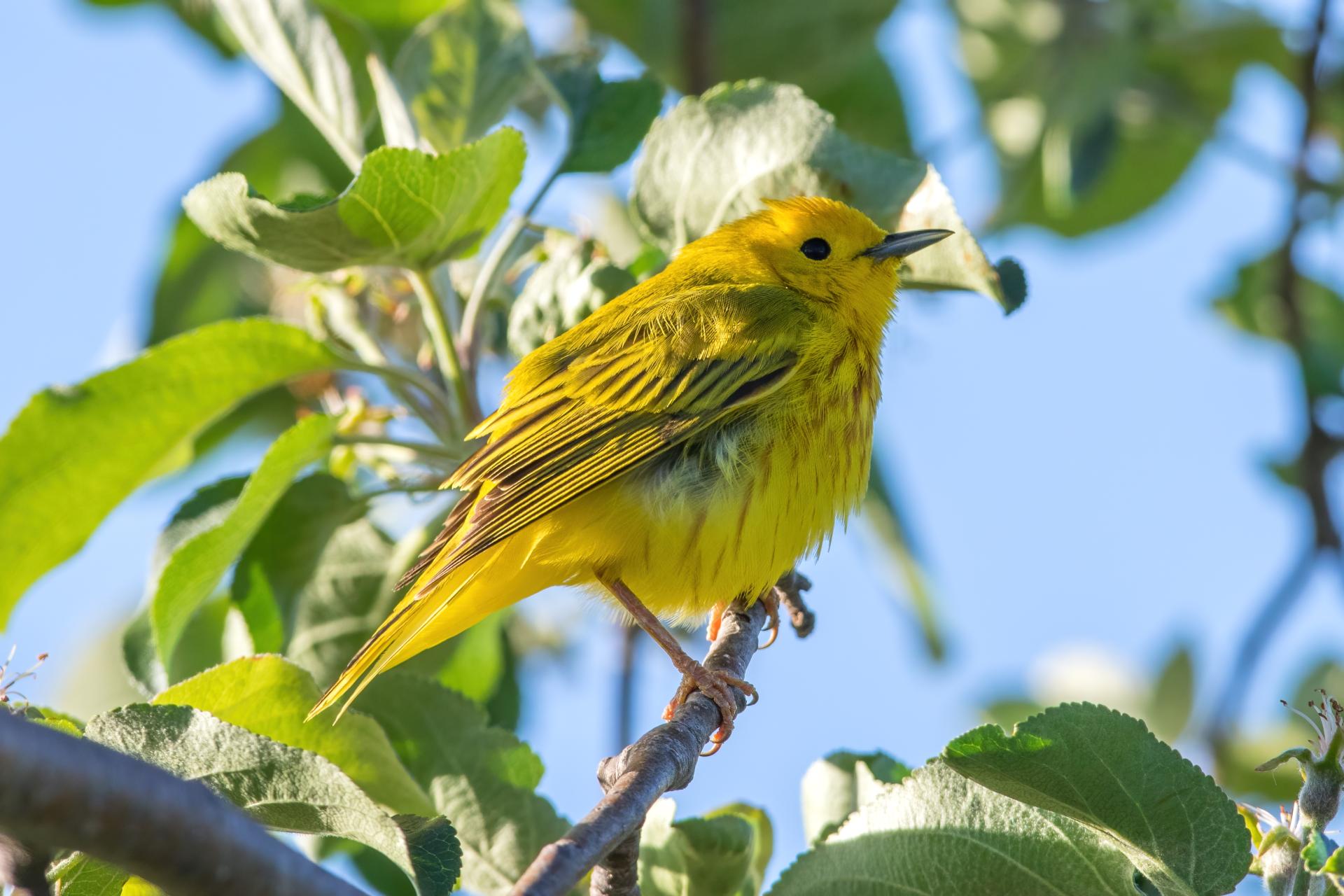 paruline-jaune-yellow-warbler