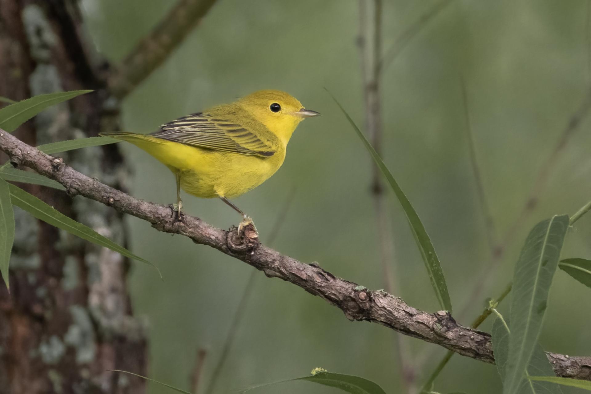 paruline-jaune-yellow-warbler