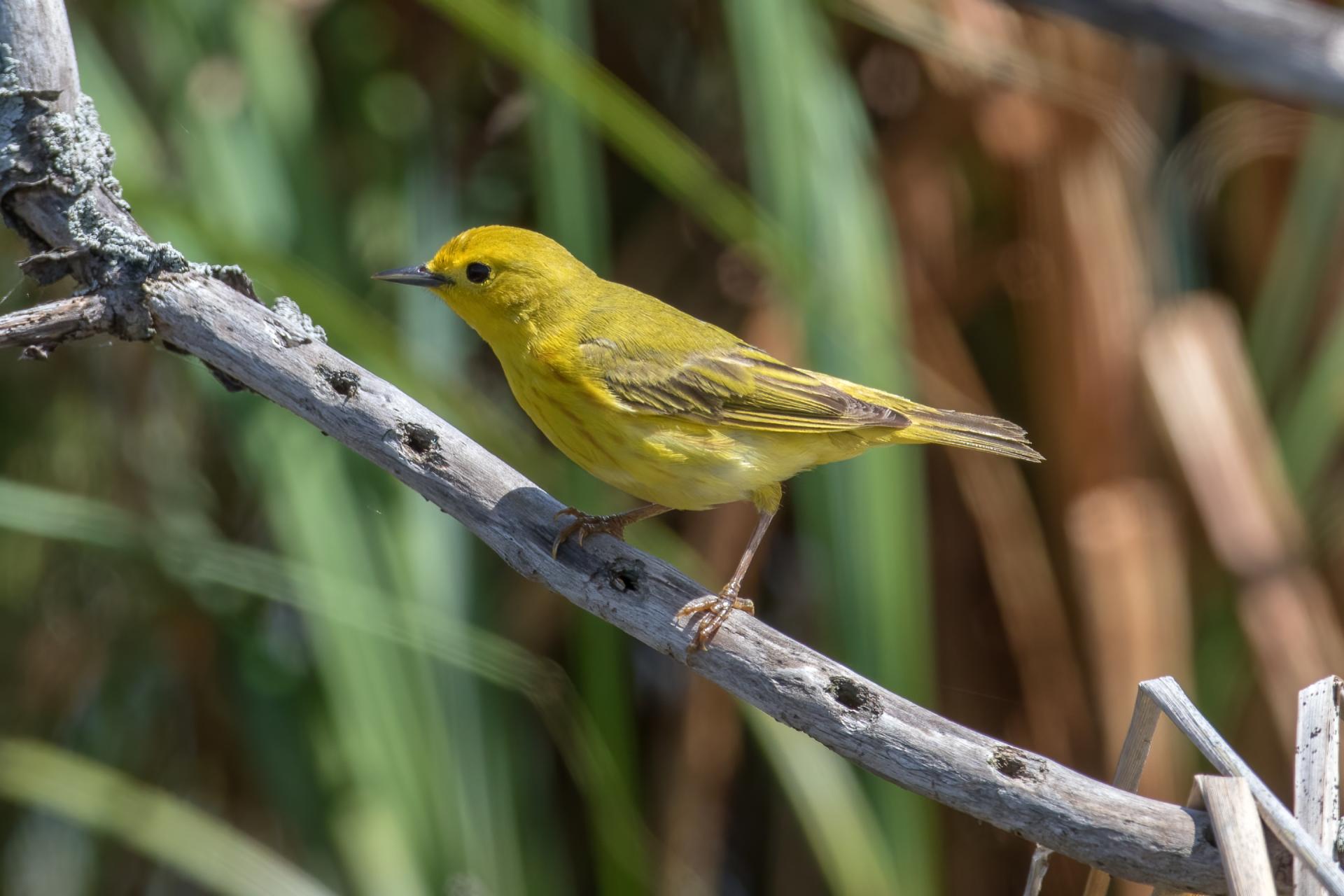 paruline-jaune-yellow-warbler
