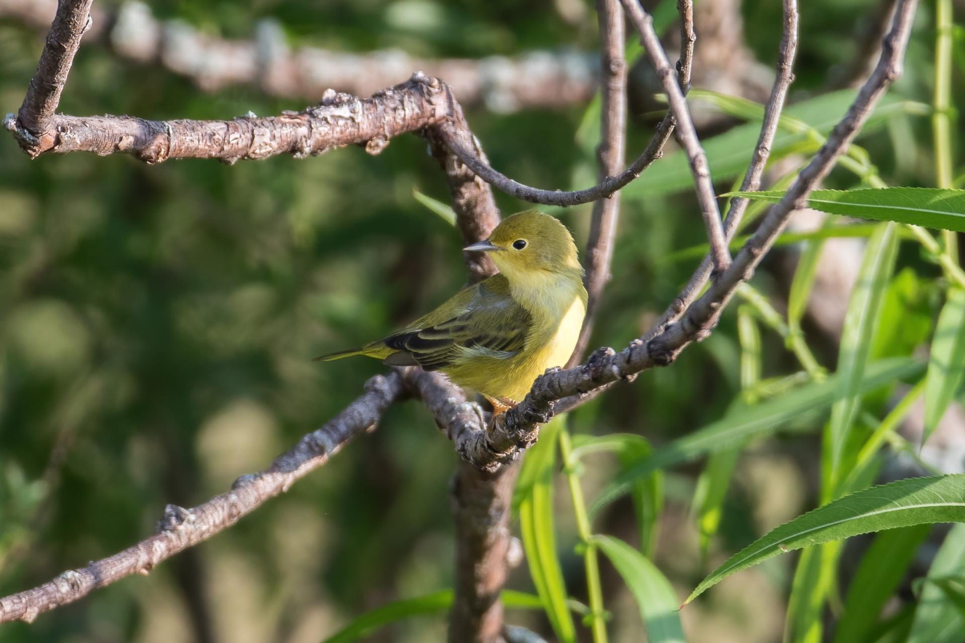 paruline-jaune-yellow-warbler