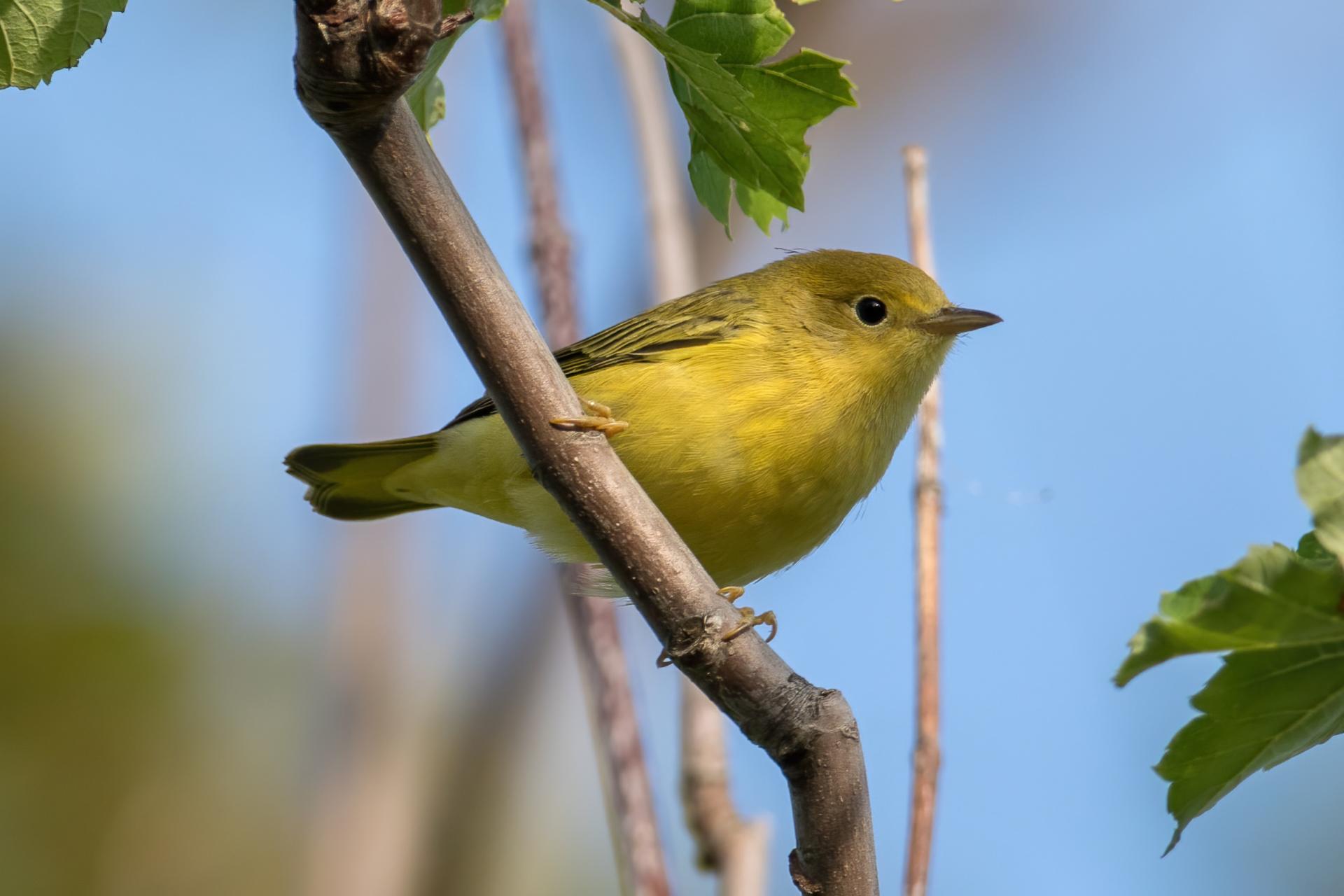 paruline-jaune-yellow-warbler