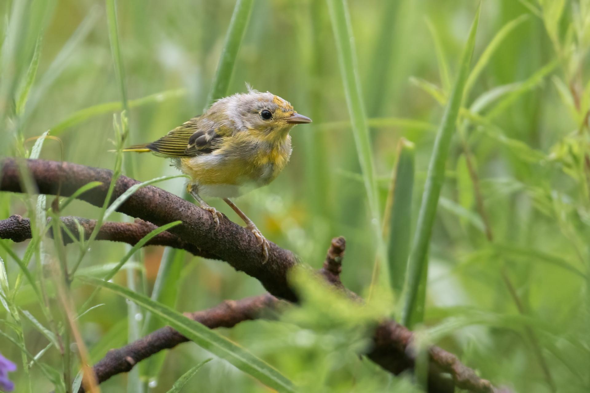 paruline-jaune-yellow-warbler