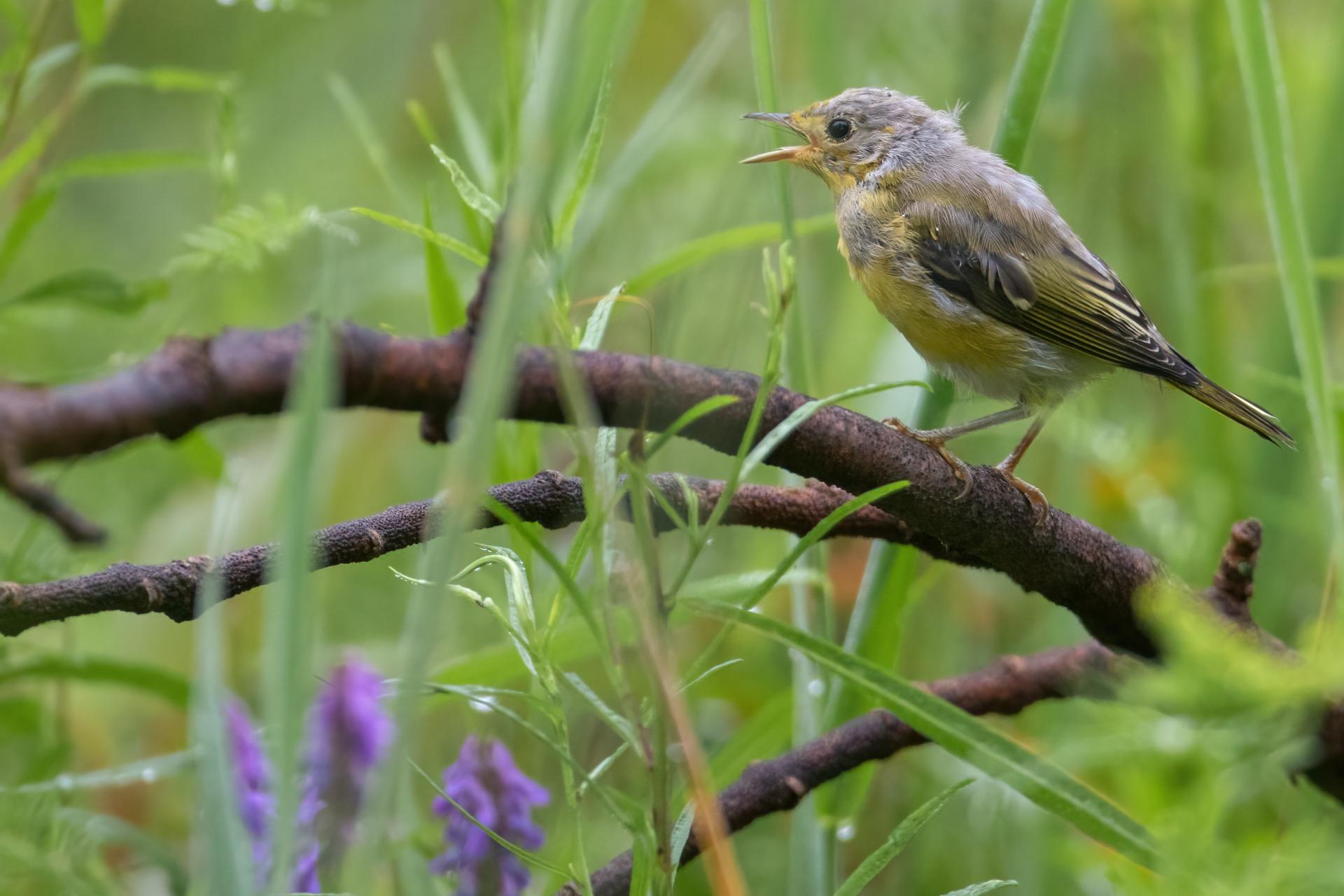 paruline-jaune-yellow-warbler