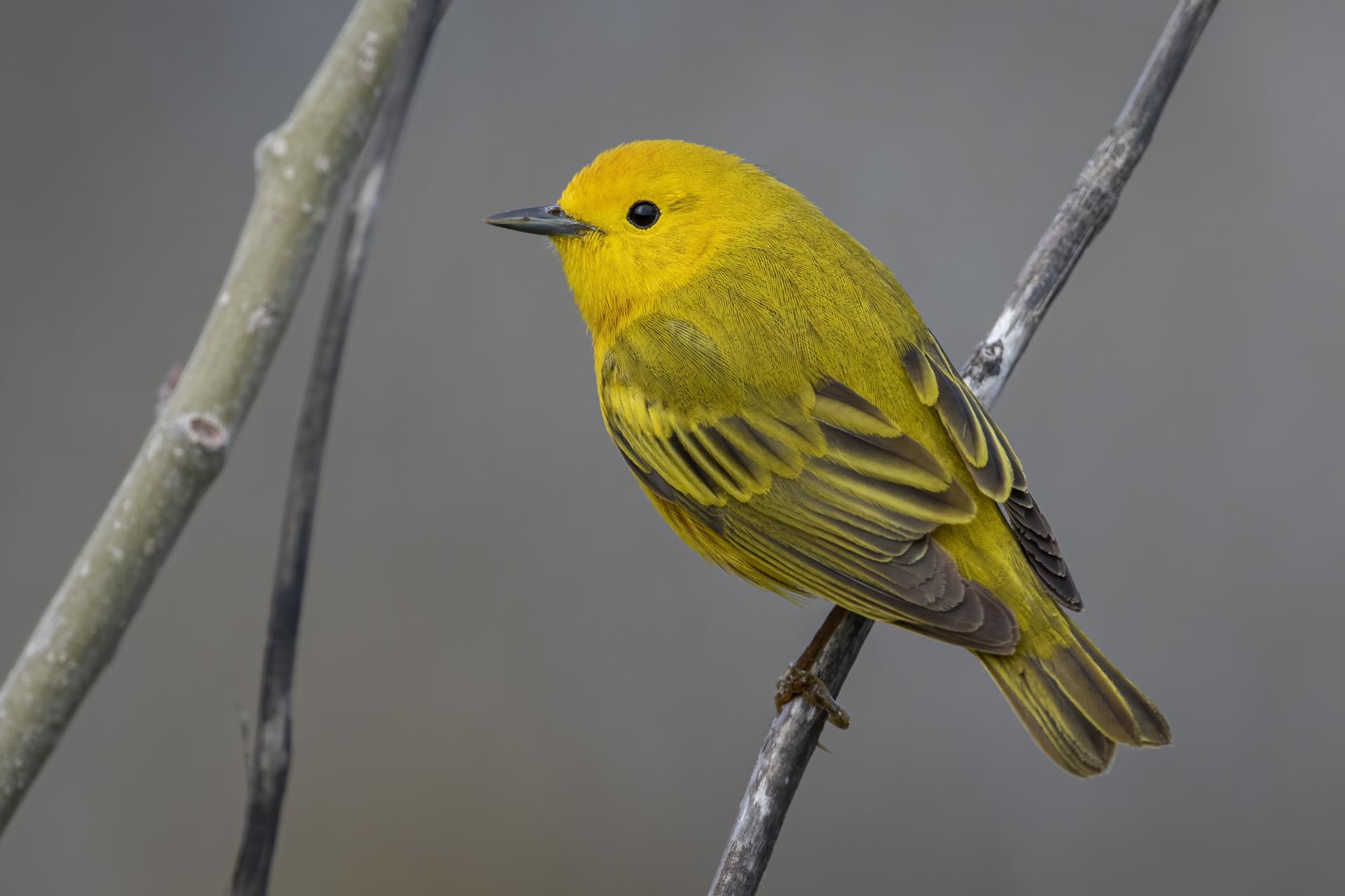 paruline-jaune-yellow-warbler