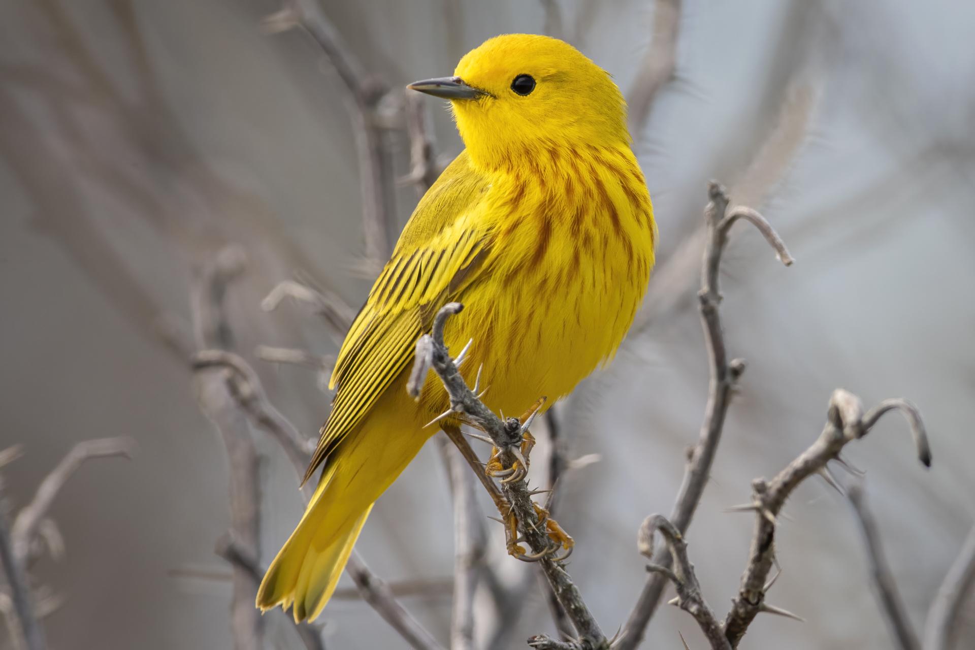 paruline-jaune-yellow-warbler