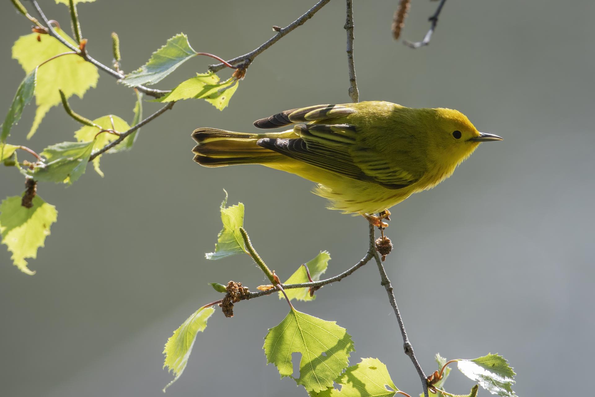 paruline-jaune-yellow-warbler