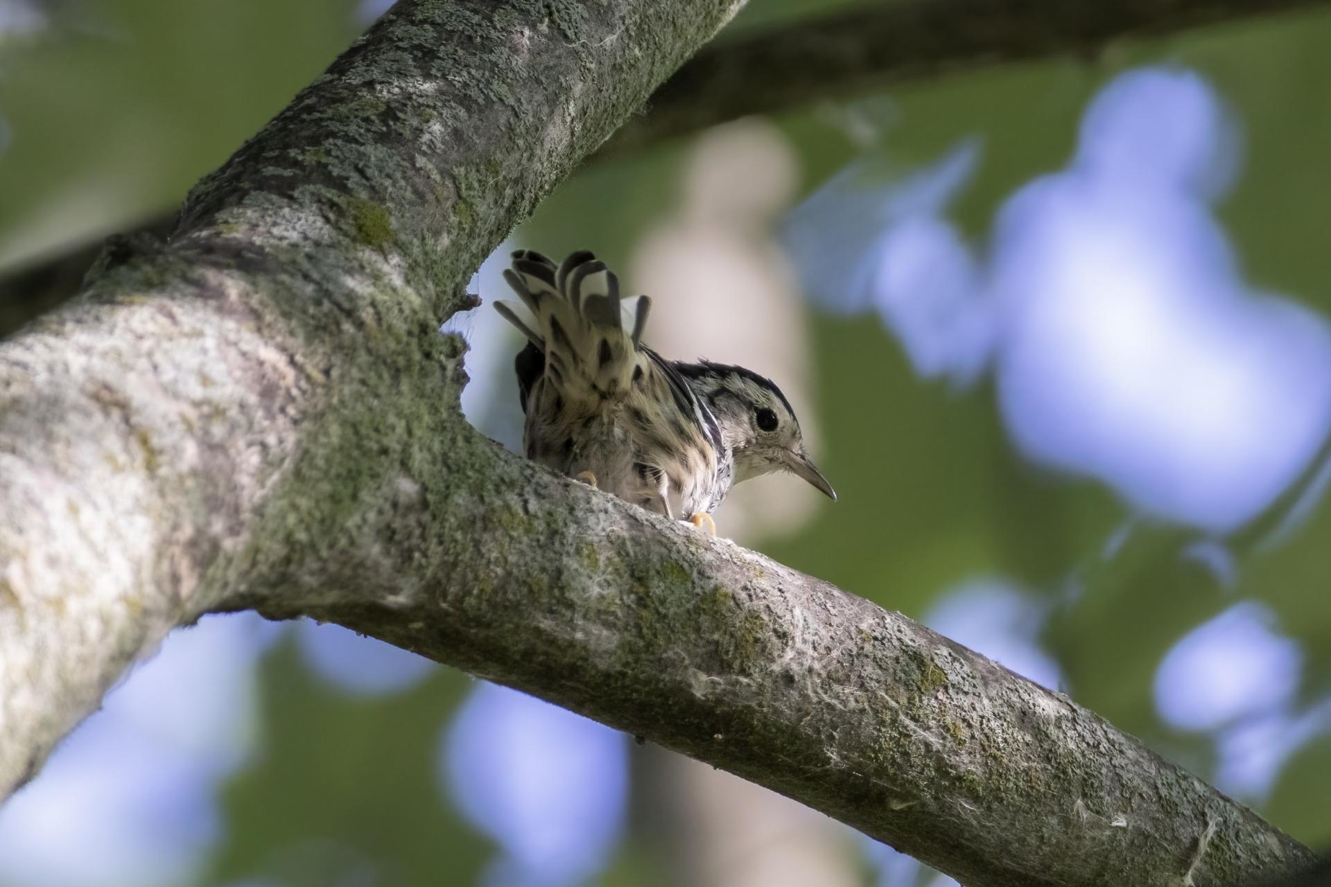 paruline-noir-et-blanc-black-and-white-warbler