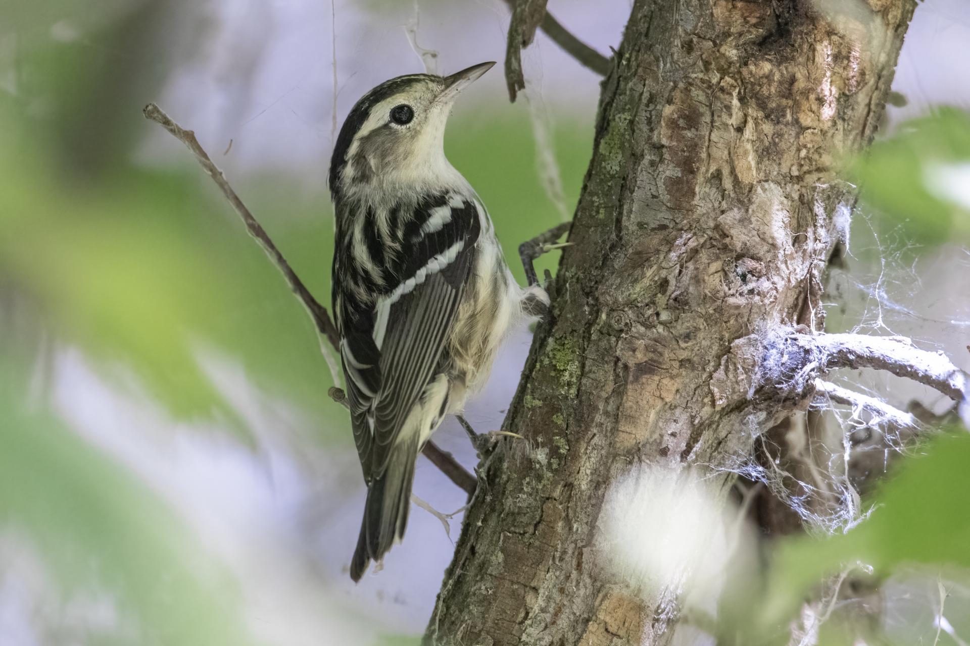 paruline-noir-et-blanc-black-and-white-warbler