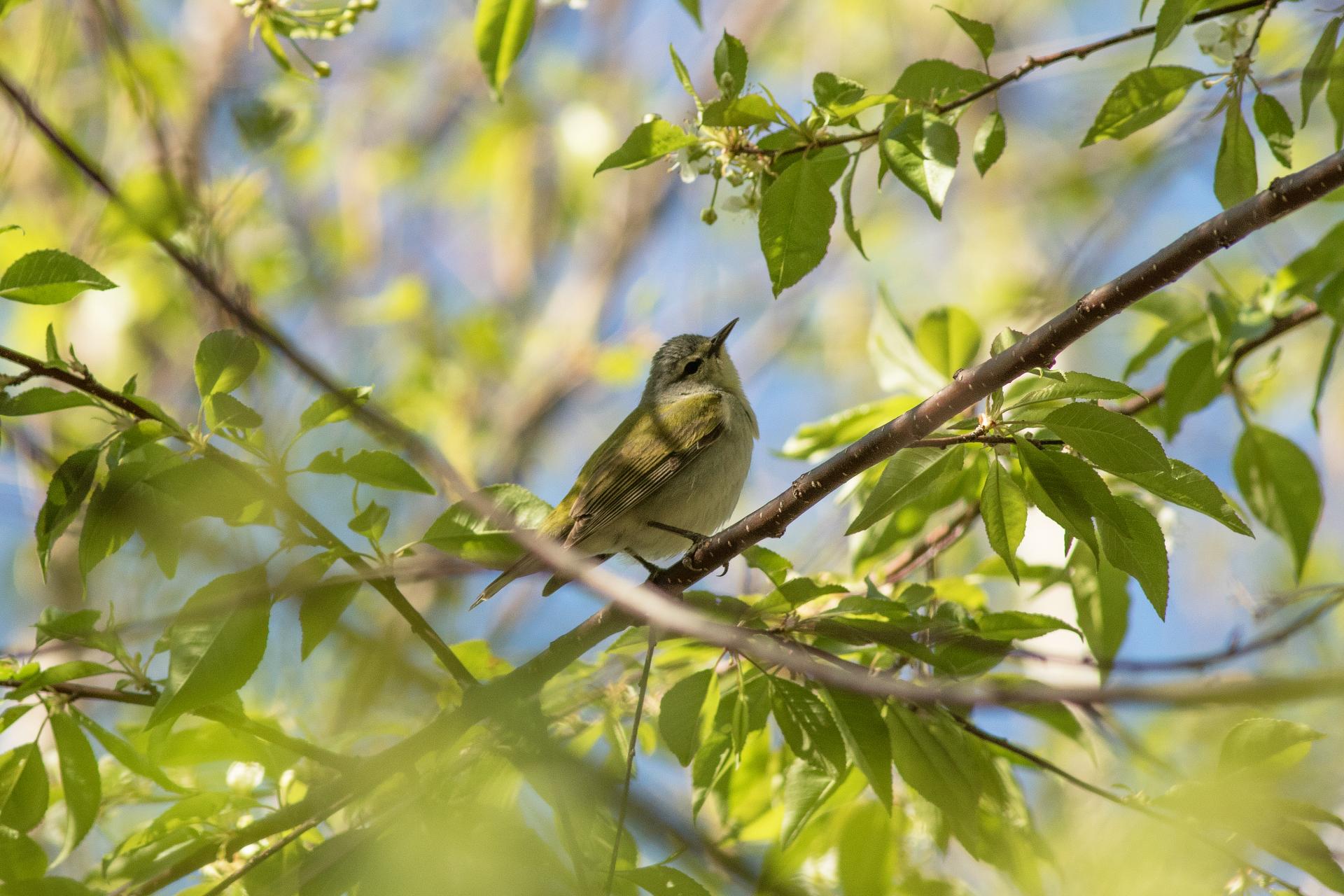 paruline-obscure-Tennessee-warbler