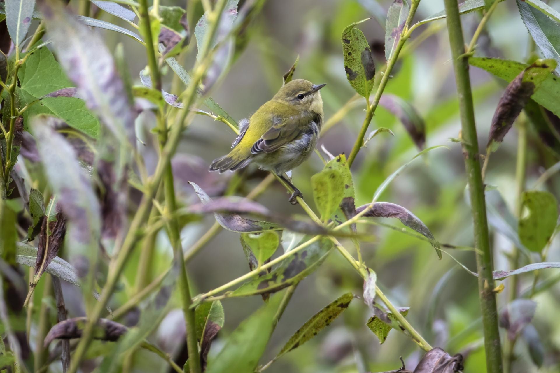 paruline-obscure-Tennessee-warbler