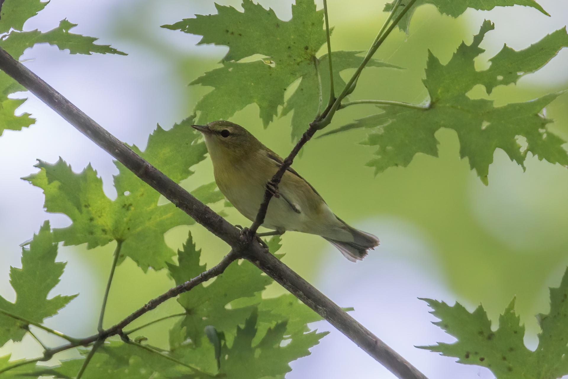 paruline-obscure-Tennessee-warbler
