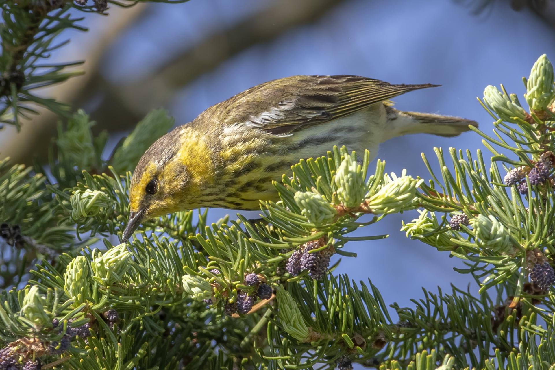 paruline-tigree-Cape-May-warbler