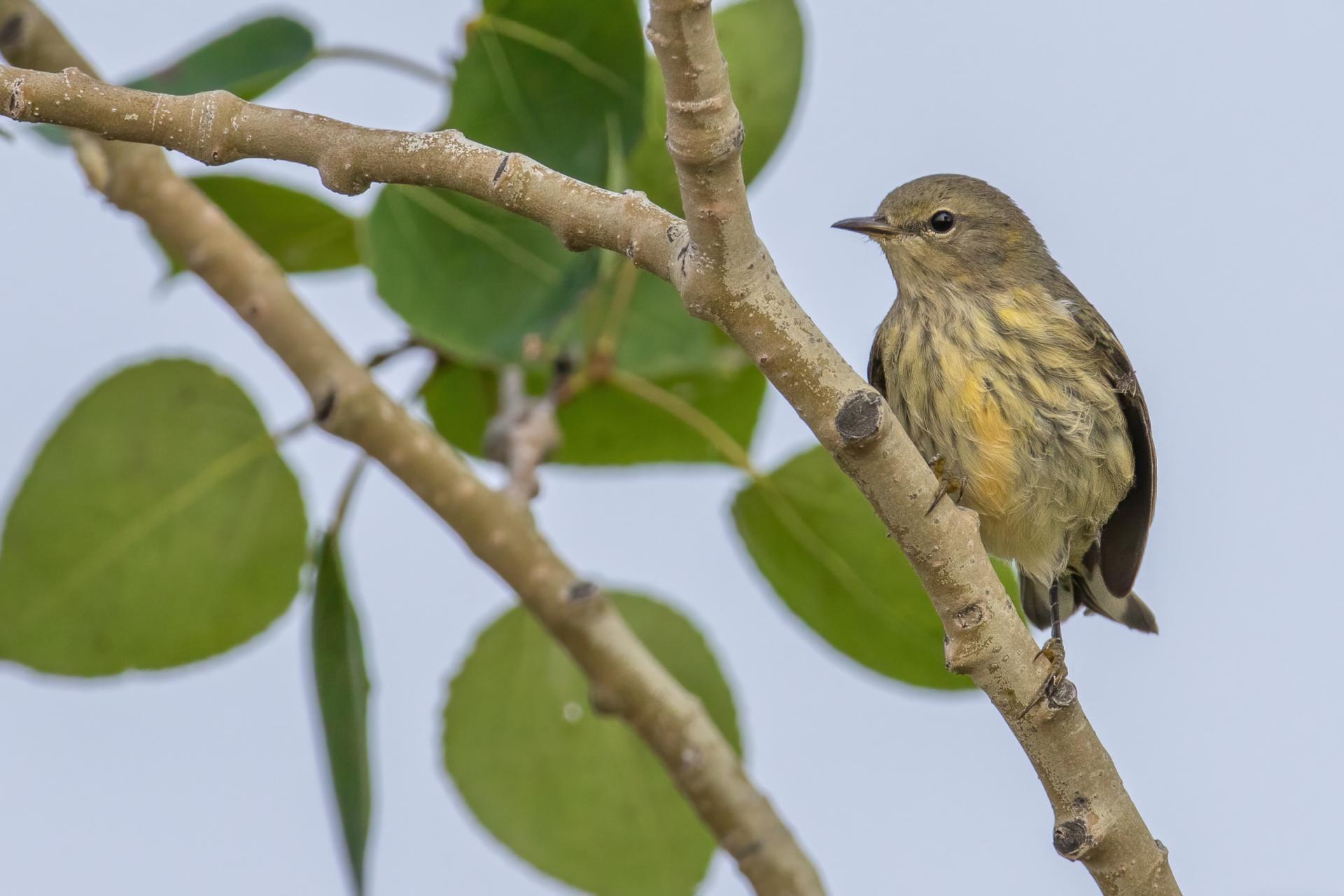 paruline-tigree-Cape-May-warbler