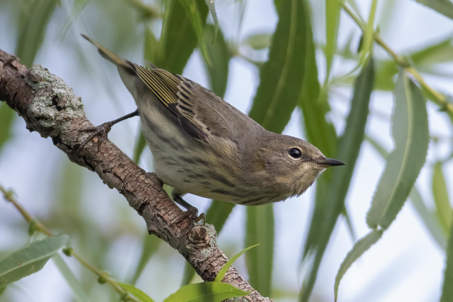 paruline-tigree-Cape-May-warbler