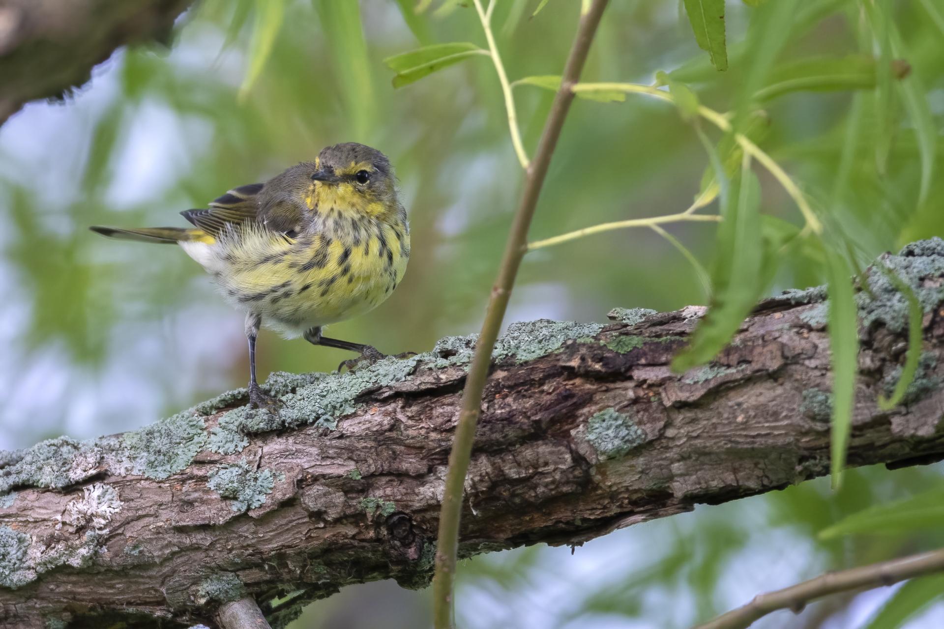 paruline-tigree-Cape-May-warbler